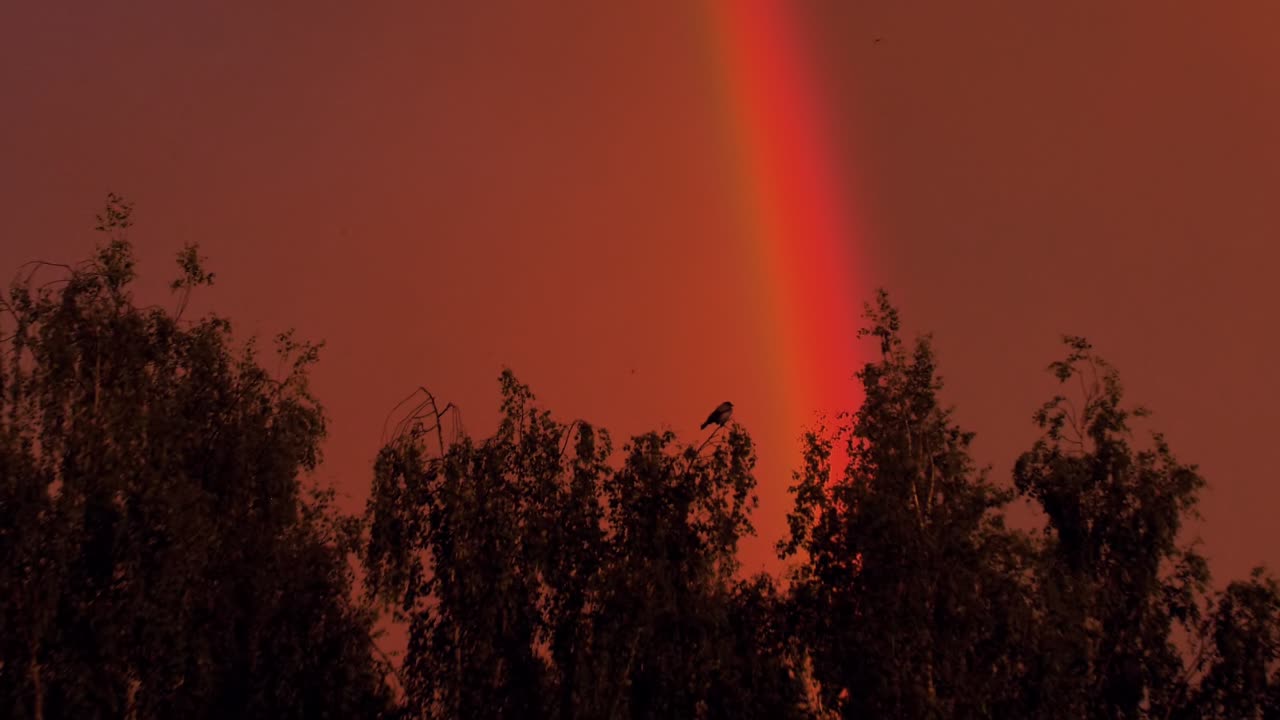 el cuervo en la cima de los árboles el arco iris en el cuervo