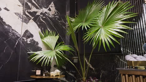 footstool palm plant inside elegant bathroom