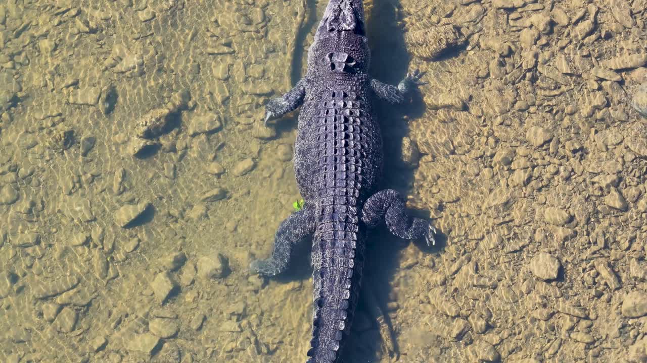 Drone captures a saltwater crocodile swimming in clear, shallow waters of Port Douglas, Australia. Natural lighting highlights its textured scales