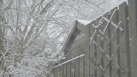 snow falling in a front of a shed, in a traditional english garden in west yorkshire