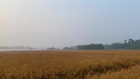 Reisfeld-Gründerpfanne-In-Der-Erntezeit,-Ackerland-Am-Wintermorgen,-Sylhet