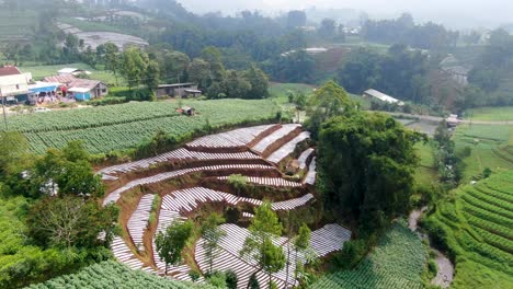 potato plantation on terraced hill in village on java, indonesia, aerial view