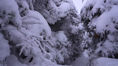 Dolly-Pan-Rodada-En-El-Maravilloso-Invierno-De-La-Montaña-Del-Este-De-Canadá