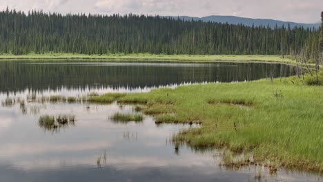 a low level drone flight slides right to left across a peaceful pond in the foothills of alberta, canada