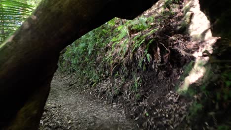 walking through a lush forest trail