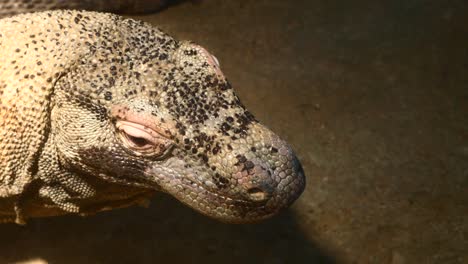 Cámara-Lenta-Del-Dragón-De-Komodo-Moviendo-Su-Cuello-Imágenes-De-Alta-Calidad-4k