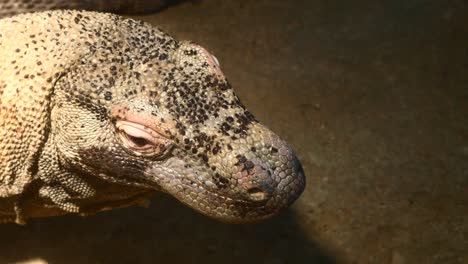 cámara lenta del dragón de komodo moviendo su cuello imágenes de alta calidad 4k