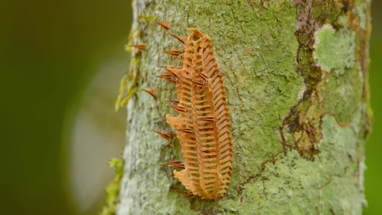 Close-up of Hemiptera ootheca with Fulgoridae nymphs hatching on a tree in Peru’s tropical jungle.