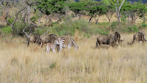 group of zebras and wildebeests eating grass in south africa. a baby zebra follows its mother. the zebras have the distinct brown or so called shadow stripes.
