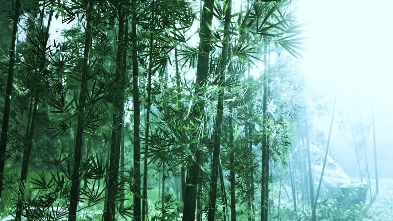 bosque de bambú asiático con tiempo de niebla matutina