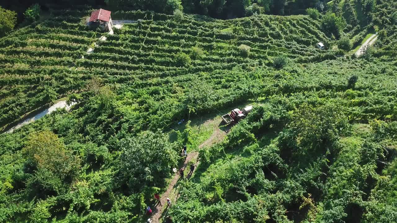 포도원에서 수확하는 사람들의 공중 촬영 조감도, 포도를 수집하는 녹색 덩굴에서 농촌 작업