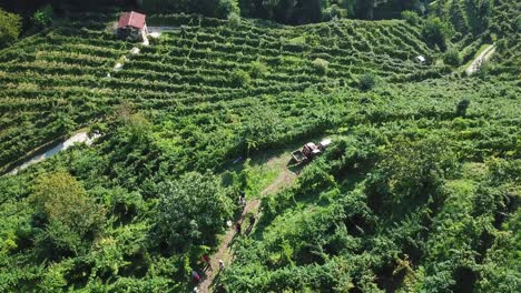 Aerial-shot-bird-eye-view-of-people-harvesting-in-vineyards,-rural-work-in-the-green-vines-collecting-grapes