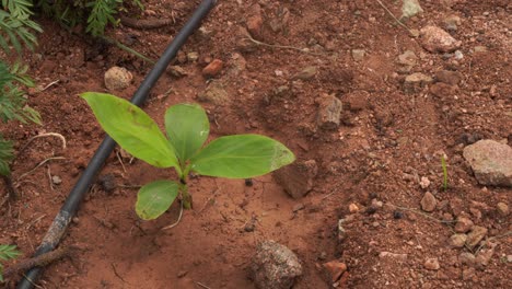 pequeño árbol de plátano, la plántula es una planta tropical