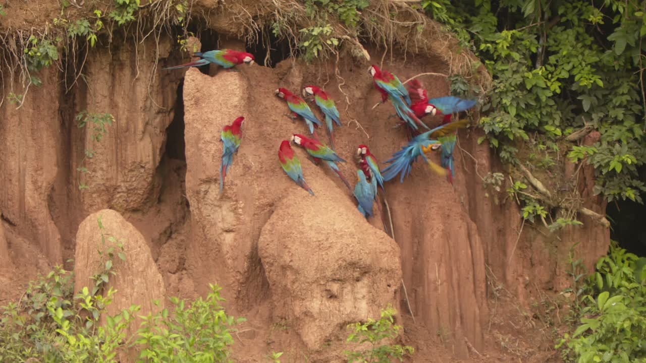 In slow motion, scarlet and blue-yellow macaws soar from Chuncho Clay Lick, vibrant against the Peruvian jungle.