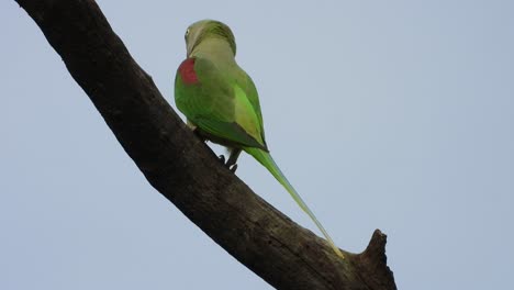 Loro-En-El-árbol-Uhd-Mp4-4k-...