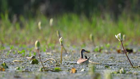 jóvenes jacanas de cola de faisán alimentándose en el estanque de lirios de agua