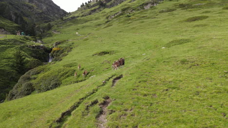 Schöne-Luftaufnahme-Einer-Gruppe-Von-Bergziegen,-Die-Durch-Ein-Grünes-Tal-In-Den-Pyrenäen-Laufen