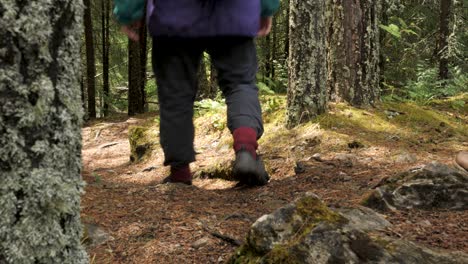 hikers in the forest