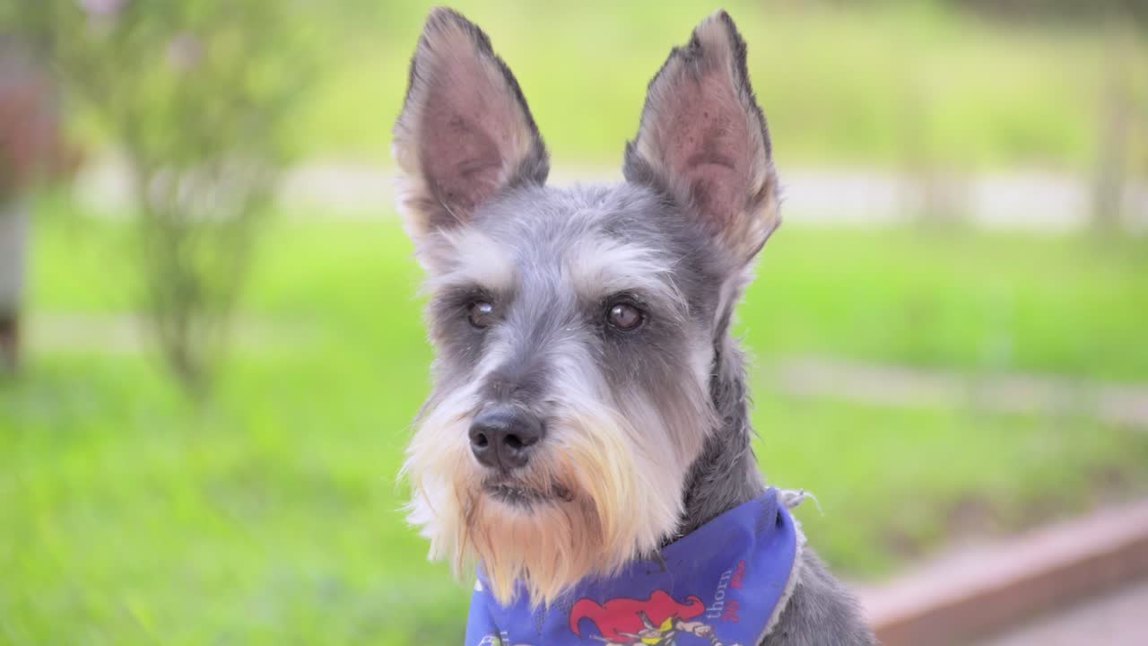 정원에 있는 행복한 슈나우저 - 행복한 개는 야외에서 회색 흰색 개 슈나우저 개에 초점을 맞춥니다