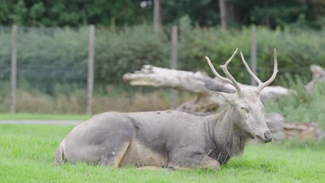 Père-David’s-deer-is-classified-as-extinct-in-the-wild