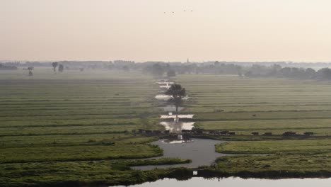 Drone-shot-pulls-away-from-a-herd-of-cattle-crossing-a-bridge-in-a-lush,-wet-farmland-of-Krimpenerwaard,-the-Netherlands