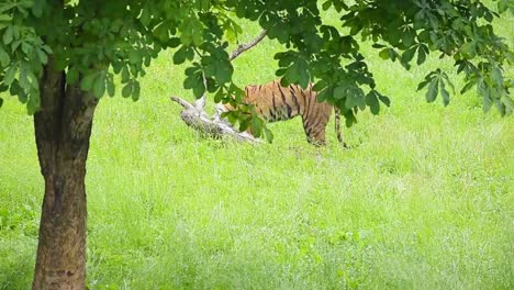 powerful tiger in lush green park