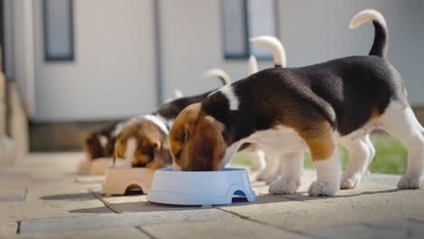 varios cachorros de beagle comen comida de cuencos cerca de su casa con apetito