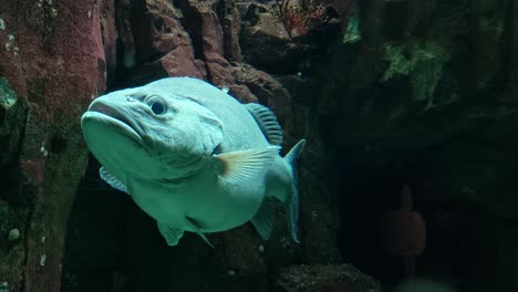 peces de aguas profundas, vida silvestre bajo el agua en el océano profundo