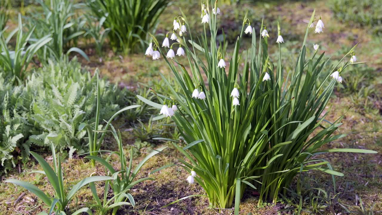 Fiori di campanellino primaverile illuminati dal sole in piena fioritura. Inquadratura ampia a mano libera.