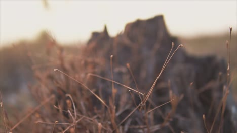 Close-view-of-plants-blowing-in-the-wind,-sunlight-in-background,-shallow-focus