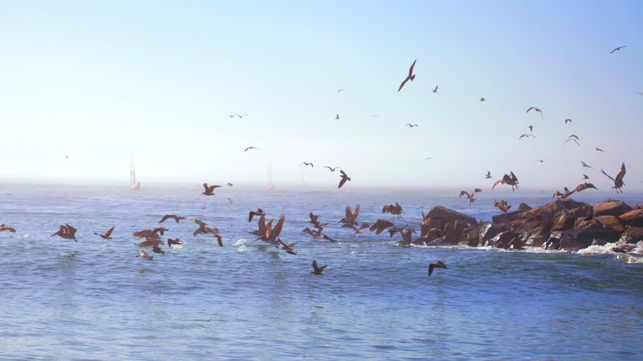 Misty Santa Cruz Walton Lighthouse California hundreds of seagulls pelican birds mid flight slow motion sea fog early autumn fall morning Monterey Bay Seabright beach blue sky surf waves static shot