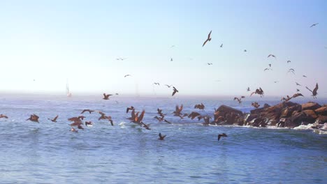 misty santa cruz walton lighthouse california hundreds of seagulls pelican birds mid flight slow motion sea fog early autumn fall morning monterey bay seabright beach blue sky surf waves static shot