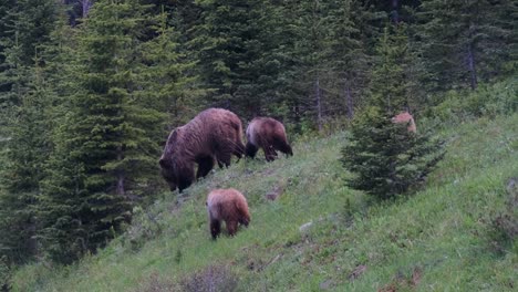 Una-Familia-De-Osos-Grizzly-Pasta-En-La-Vegetación-Fresca-Que-Cubre-Una-Colina-Boscosa