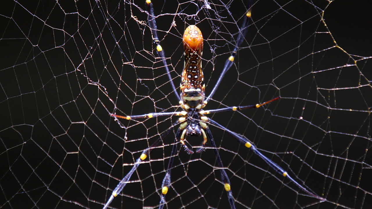 araña de telaraña dorada descansando en su telaraña en un pequeño parque natural en singapur con fondo negro - toma de primer plano