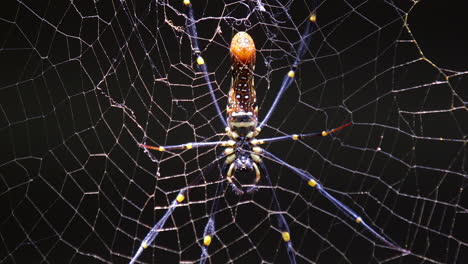 Araña-De-Telaraña-Dorada-Descansando-En-Su-Telaraña-En-Un-Pequeño-Parque-Natural-En-Singapur-Con-Fondo-Negro---Toma-De-Primer-Plano