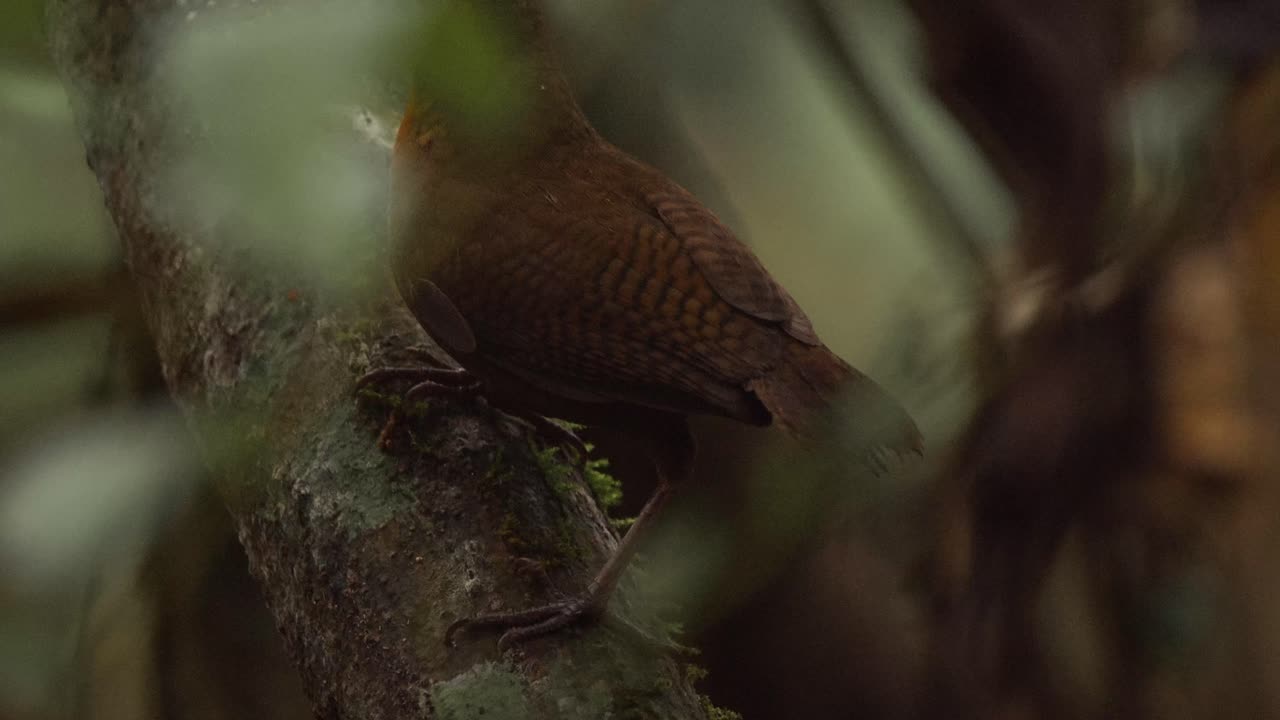 A musician wren bird is seen perched on a branch in the foliage of a tree and then flies away, follow shot