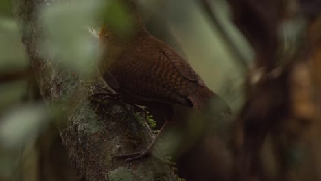 Se-Ve-Un-Pájaro-Músico-Encaramado-En-Una-Rama-En-El-Follaje-De-Un-árbol-Y-Luego-Se-Va-Volando,-Sigue-El-Tiro