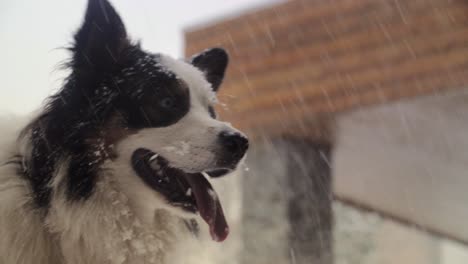 lindo perro esponjoso al aire libre jugando felizmente en la nieve durante la ventisca