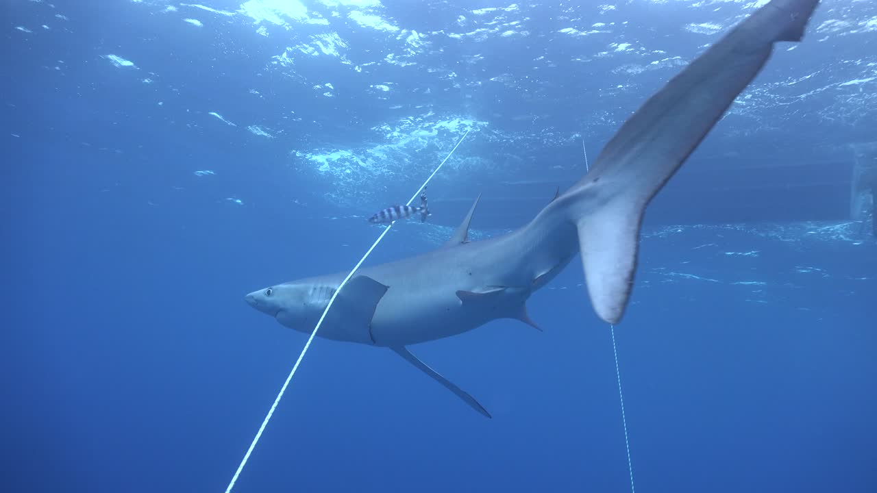 푸른 상어는 다이빙 보트에서 줄을 지날 때 보호를 위해 눈을 감고 있습니다.