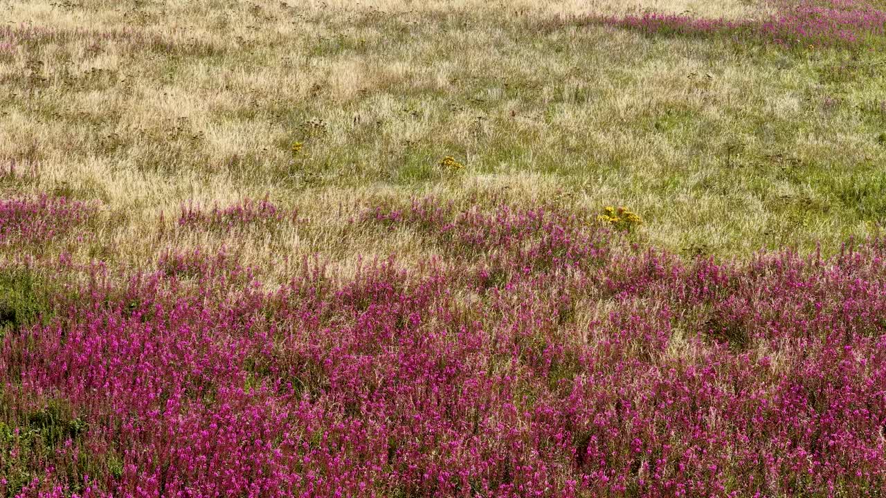 Drone smoothly glides above vibrant pink wildflowers in sunlit Scottish meadow, summer landscape
