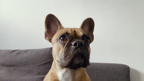 french bulldog face close-up