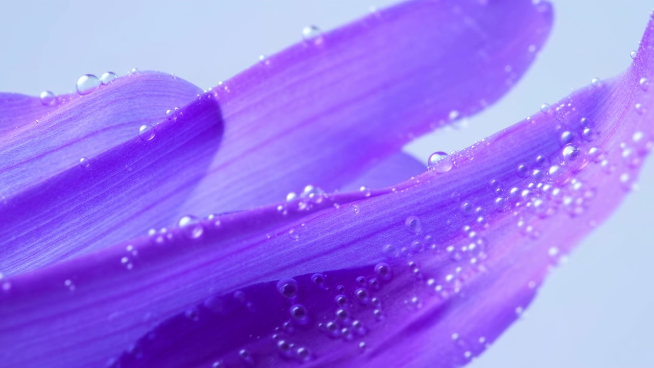 Gros plan extrême d'un seul pétale de fleur violet positionné en diagonale à travers le cadre, couvert de fines gouttelettes d'eau qui captent une lumière douce et froide.