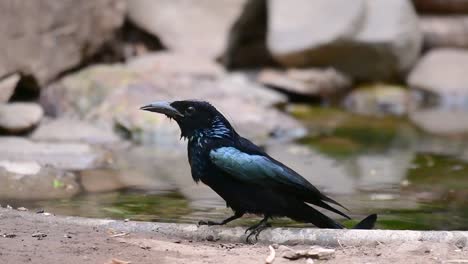 el drongo con cresta de pelo o es un ave en asia de la familia dicruridae que era conespecífico con dicrurus bracteatus o drongo con lentejuelas en el que puede ser difícil diferenciar entre sí