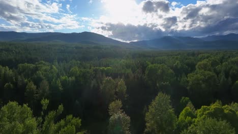 sunlight behind clouds illuminated on dense thicket in flathead river in montana, usa