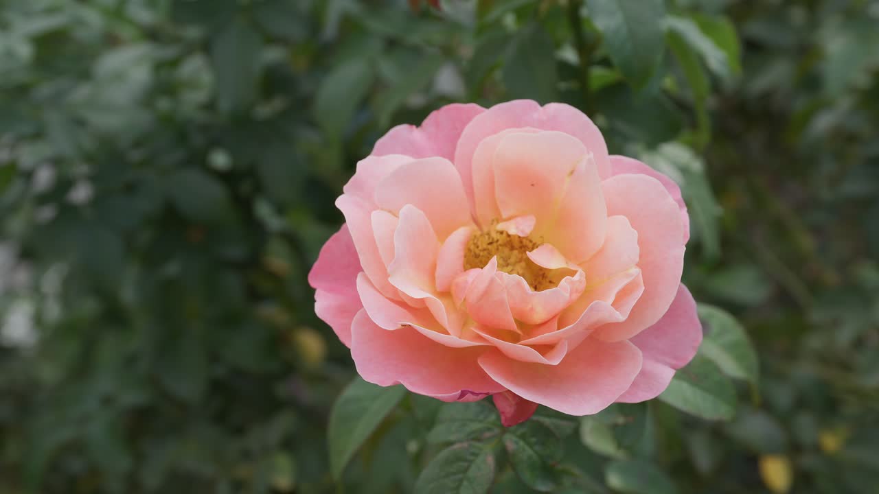 A single pink rose with apricot tones in full bloom, centered with a soft green background