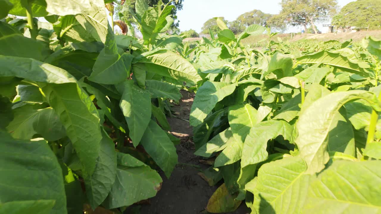 Walking between tall tobacco plants in a lush plantation under the sun
