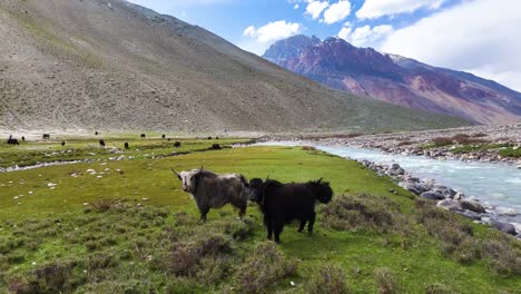 aerial drone shot of yaks feeding in the vibrant, mountainous pastures of zanskar valley.