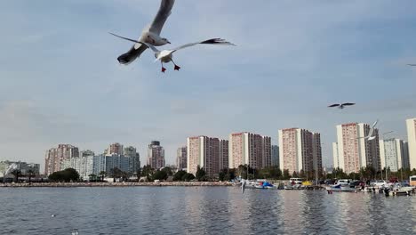 feeding seagulls - slow motion