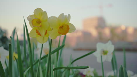 close up of paperwhite flowers blooming in the beginning of spring with the outline of a crane and the city in the background