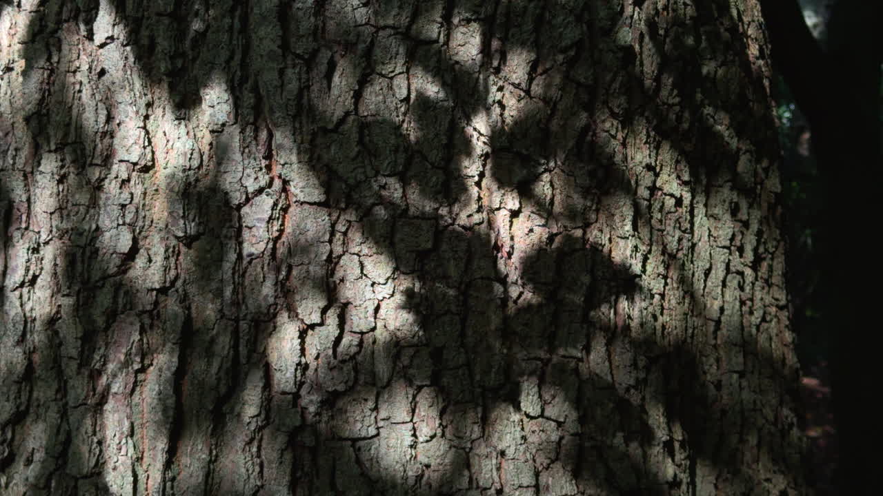 Autumn sunlight casts shadows of leaves on a tree trunk, Worcestershire, England